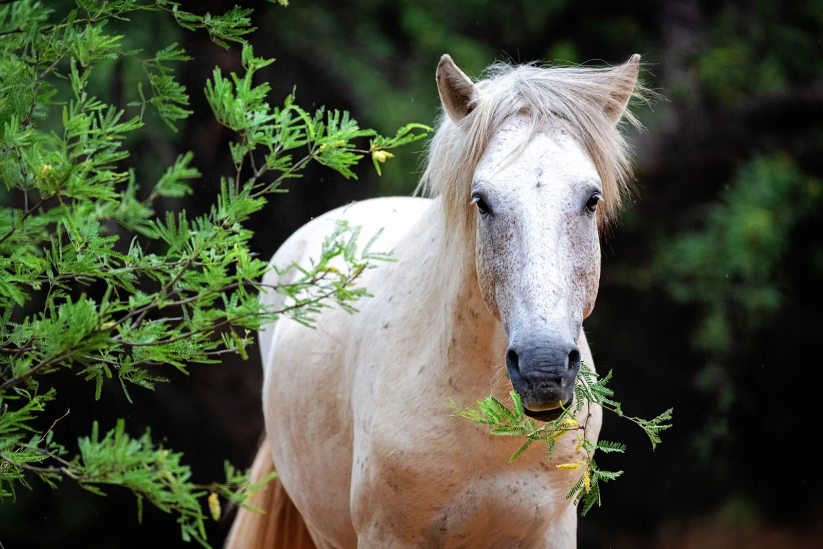 Is Bracken Fern Poisonous To Horses